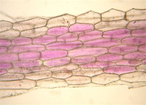 紫背萬年青 下表皮細胞